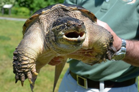 Snapping turtle source vlm.org