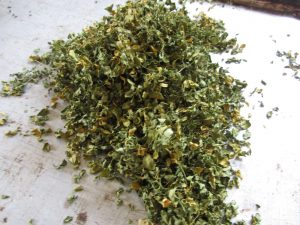 Moringa dried leaf