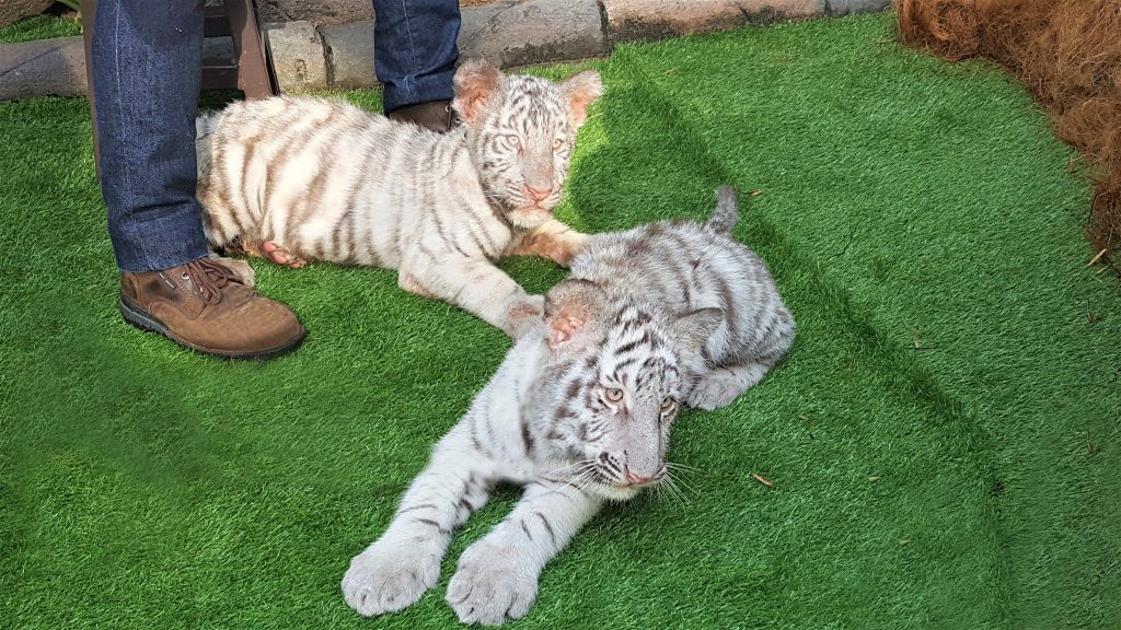 Sam (back) and Elsa (front), Sunway Lagoon’s first ever white tiger cubs!